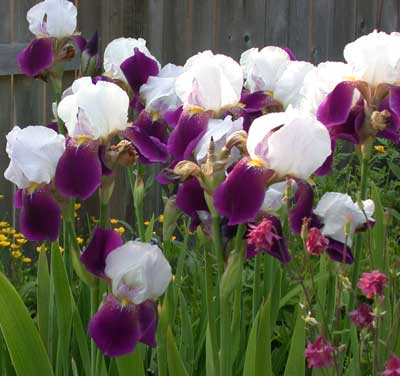 purple and white iris in bloom